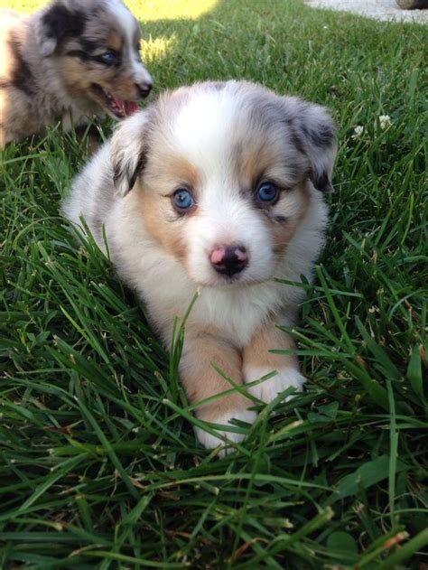 Mini Australian Shepherd Puppies Mn - Nemo the Miniature Australian Shepherd | Miniature ...