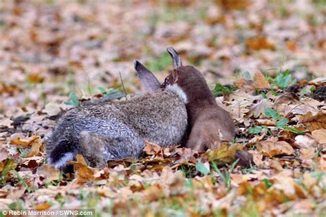 Stoat kills rabbit twice its size after 20 minute fight and The fox steals effort ~ Internet ...