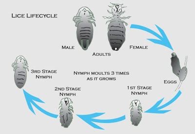 Diagram Showing Life Cycle Of Housefly | lupon.gov.ph