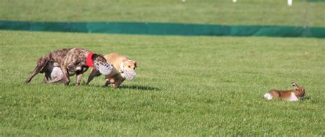 Hare Coursing Is Cruel – Let's Consign It to the History Books!