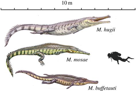 Machimosaurus | Dinopedia | FANDOM powered by Wikia