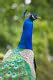 Fred Wobus Photography | Peacock