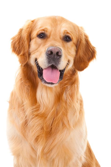 5 Things You Should Know before Getting A Golden Retriever - Animalso