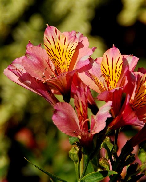 Lily of the Incas | Peruvian lilies, Alstroemeria In a garde… | Flickr