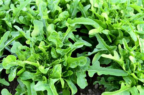 The Delightful Oakleaf Lettuce: Sweet, Mild, and Simple to Cultivate - Ames Farm Center