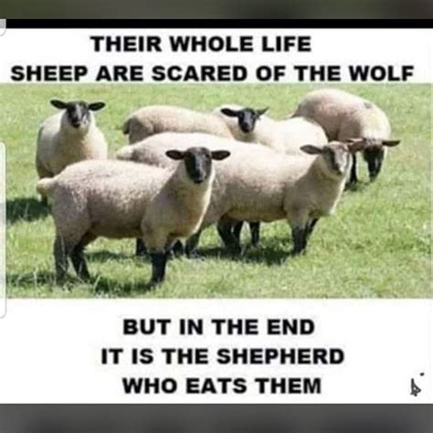 Their whole life sheep are scared of the wolf but in the end it is the shepherd who eats them ...