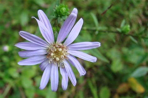 light purple aster or daisy, showing florets | It snowed her… | Flickr
