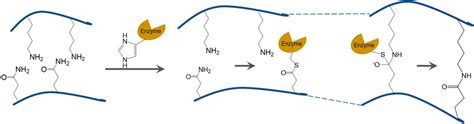 Frontiers | Transglutaminase-Catalyzed Bottom-Up Synthesis of Polymer ...