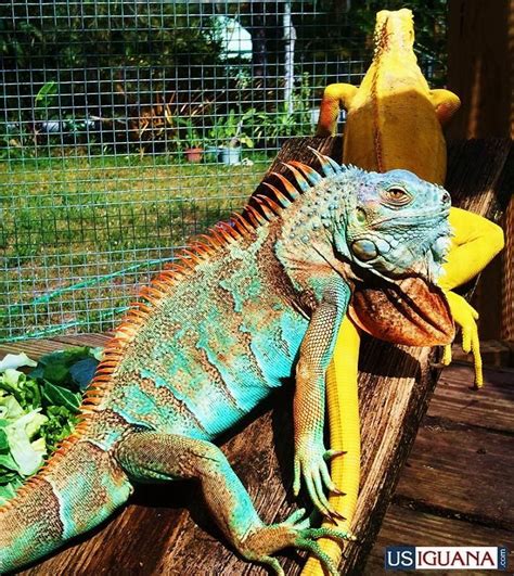 totally free cute iguana pet awesome distinctive | Iguana pet, Iguana, Reptiles pet