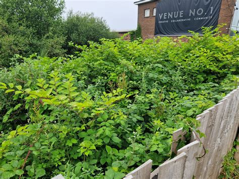 Japanese Knotweed Control: Comparing the Effectiveness of Different Methods - Knotweed Removal