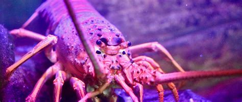 California Spiny Lobster - Roundhouse Aquarium Teaching Center ...