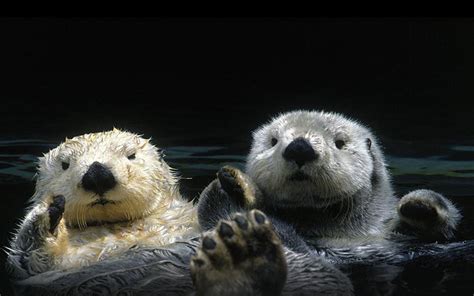 Otter Wallpapers - Wallpaper Cave