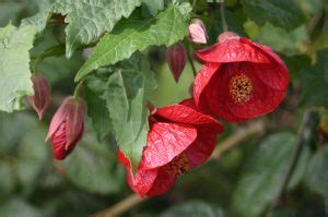 Flowering Maple, Abutilon spp. – Master Gardener Program