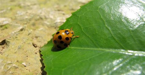 Squash Beetle Pictures - AZ Animals