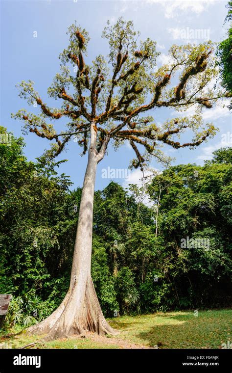 Mayan Ceiba tree, Tikal, Guatemala Stock Photo - Alamy