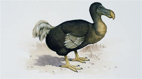 Scientists Say Dodo Birds May Actually Have Been Pretty Smart - History in the Headlines