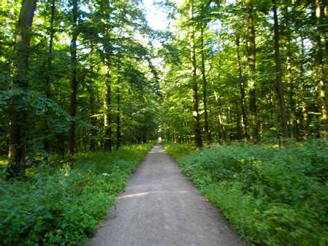 travel...yoga... and the funny things in life: yoga in the forest