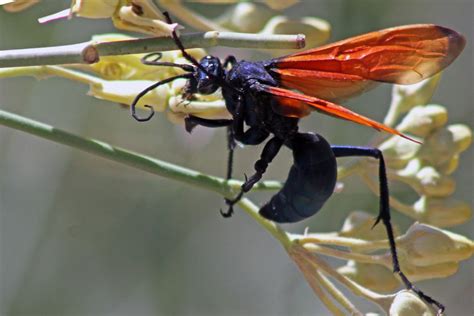 Insect Facts: the Tarantula Hawk Wasp