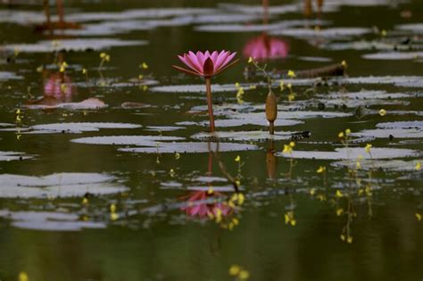 Premium Photo | Lily flower and lily water pond