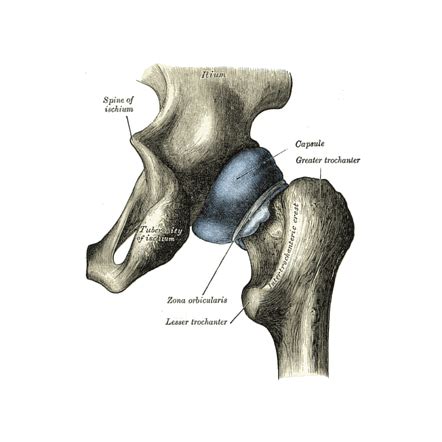 Hip joint capsule | Radiology Reference Article | Radiopaedia.org