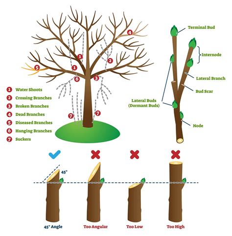 What is Pruning – Importance, methods and Pruning Process | TreeCutPro