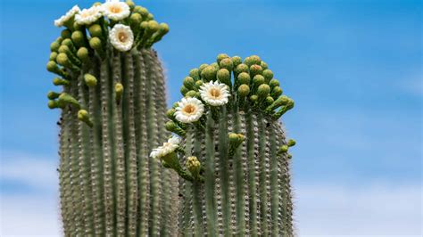 Types Of Tall Succulents - AZ Animals