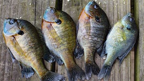 Bluegill Aquaponics - Is it A Good Fish? - HowtoAquaponic