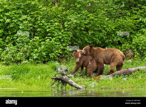 Grizzly Bears mating Stock Photo - Alamy