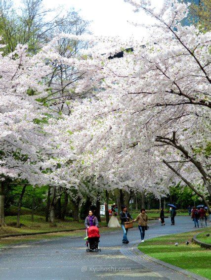 5 Best Places to See Cherry Blossom in Sapporo | Kyuhoshi