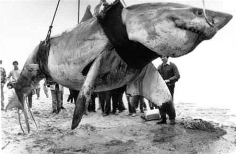 Largest Shark Ever Seen submited images | Pic2Fly