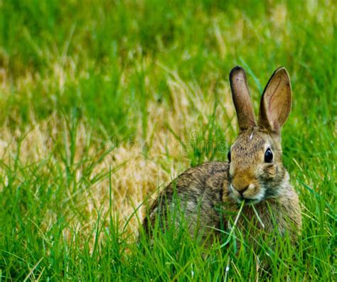 Baby Rabbit Eating Royalty Free Stock Images - Image: 31473979