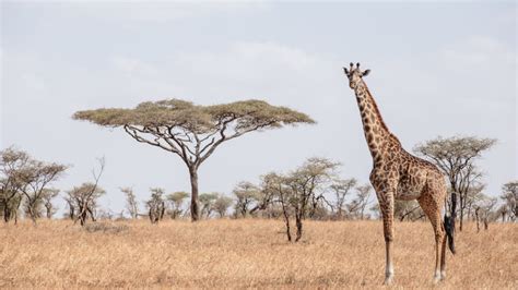 Serengeti Safari: One Traveller's Adventure in Africa | Intrepid Travel Blog