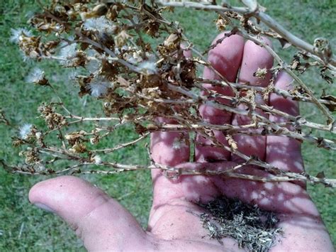 How to Collect and Prepare Lettuce seeds | Garden How