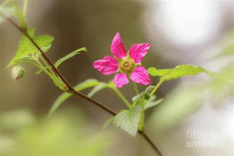 Salmonberry Blossom Photograph by Ingrid Heckel - Fine Art America