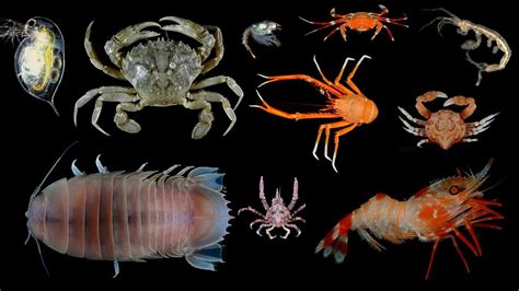 Examples Of Crustaceans