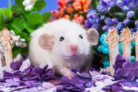 Dumbo Rat: Facts, Behavior, Lifespan & Care (With Pictures) | Pet Keen