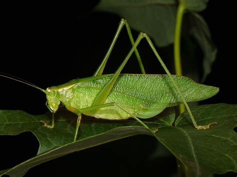 northern bush katydid (Scudderia septentrionalis)