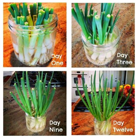 Growing Green Onions (and other Things I'm Thinking About!) – Kalyn's Kitchen