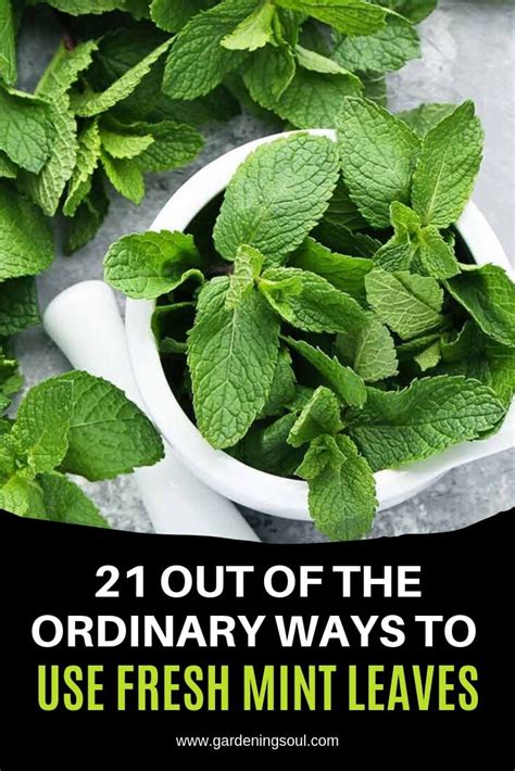 21 Out Of The Ordinary Ways To Use Fresh Mint Leaves | Fresh mint leaves, Mint leaves, Fresh mint