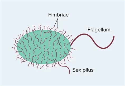 Fimbriae and Pili - Definition, Structure, Types, Functions ...