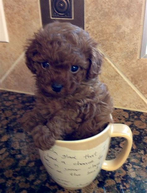 Pin by Tara Stogsdill on Love this! | Puppies, Teacup poodle puppies, Pets