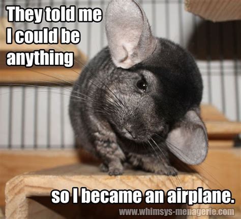 15 best images about Funny Chinchilla Stuff on Pinterest