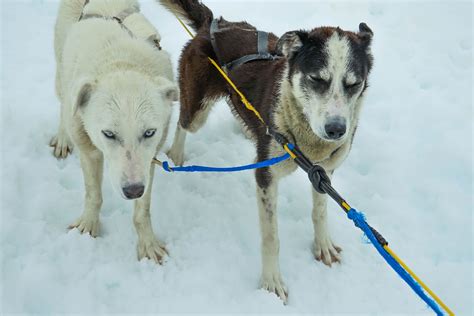 Free Images : snow, winter, vehicle, team, vertebrate, alaska, pulling ...