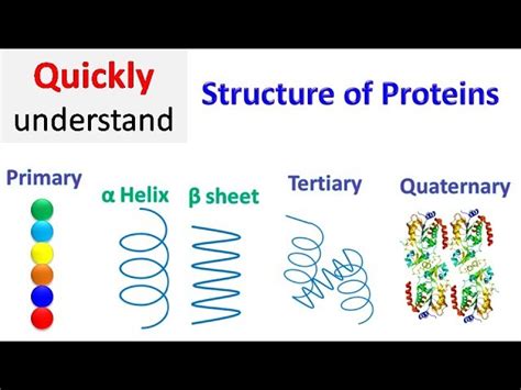 Protein Secondary Structure