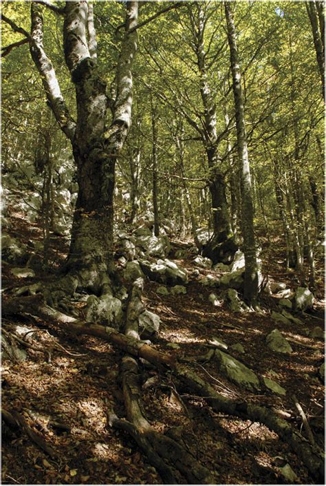 Beechwood and fallen dead trees in Matese National Park, where... | Download Scientific Diagram