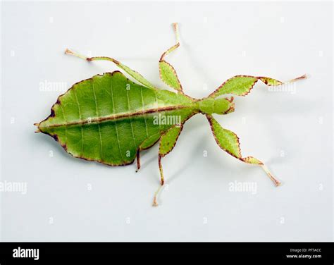 Leaf insect hi-res stock photography and images - Alamy