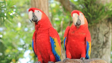 Scarlet Macaw (Ara macaw): Lifestlye and Facts to Know About