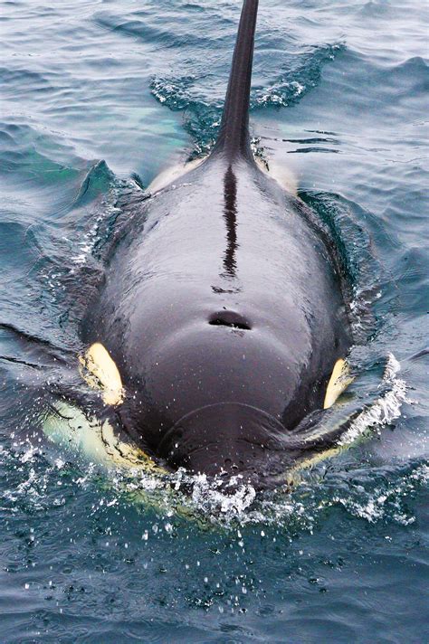 Orca in the wild by Akiko F - Photo 17005815 / 500px