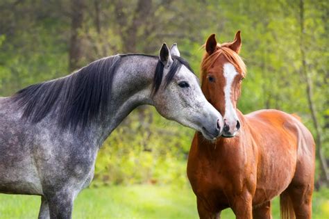 Caballo Dos Animalia Caballos Appaloosa, Appaloosa Horses, White Arabian Horse, White Horses ...