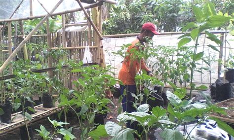 Kerja Bakti Penjarangan Tanaman Polybag ~ Taruna Tani Giat Makmur